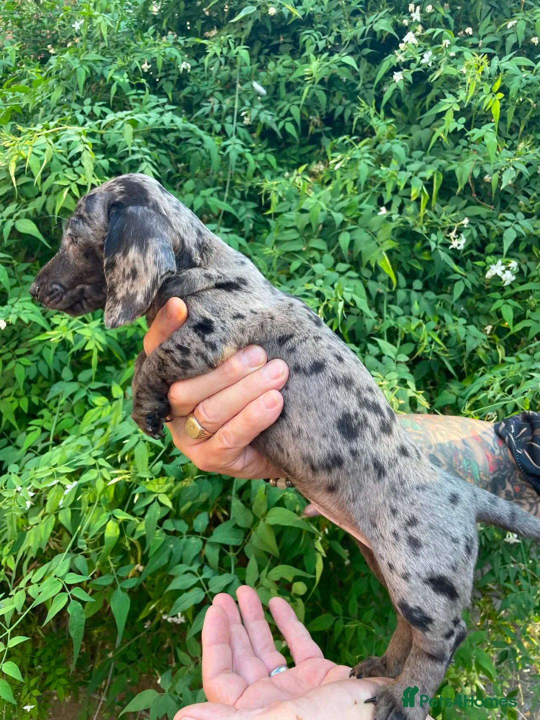Dachshund dogs for sale: Beautiful litter of Rainbow Puppies - Advert 2