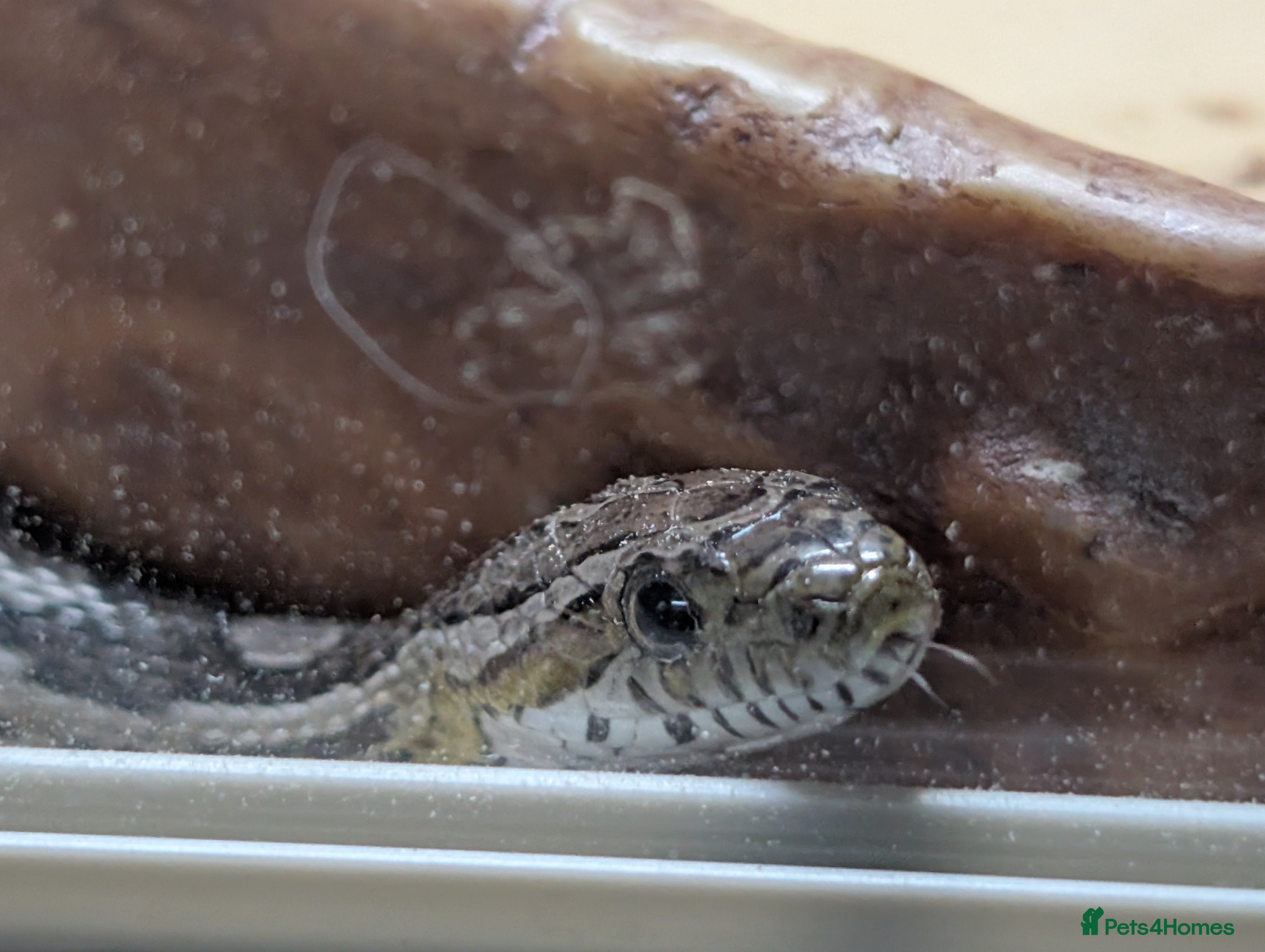 Corn Snake reptiles Corn snake looking for a new home in Treorchy - Advert 3