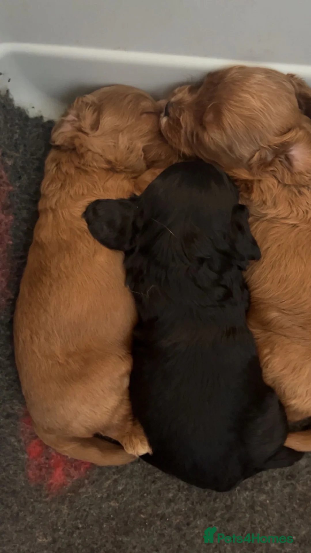 Cavapoo dogs for sale: 2 girls available  in Clacton-on-Sea - Advert 2
