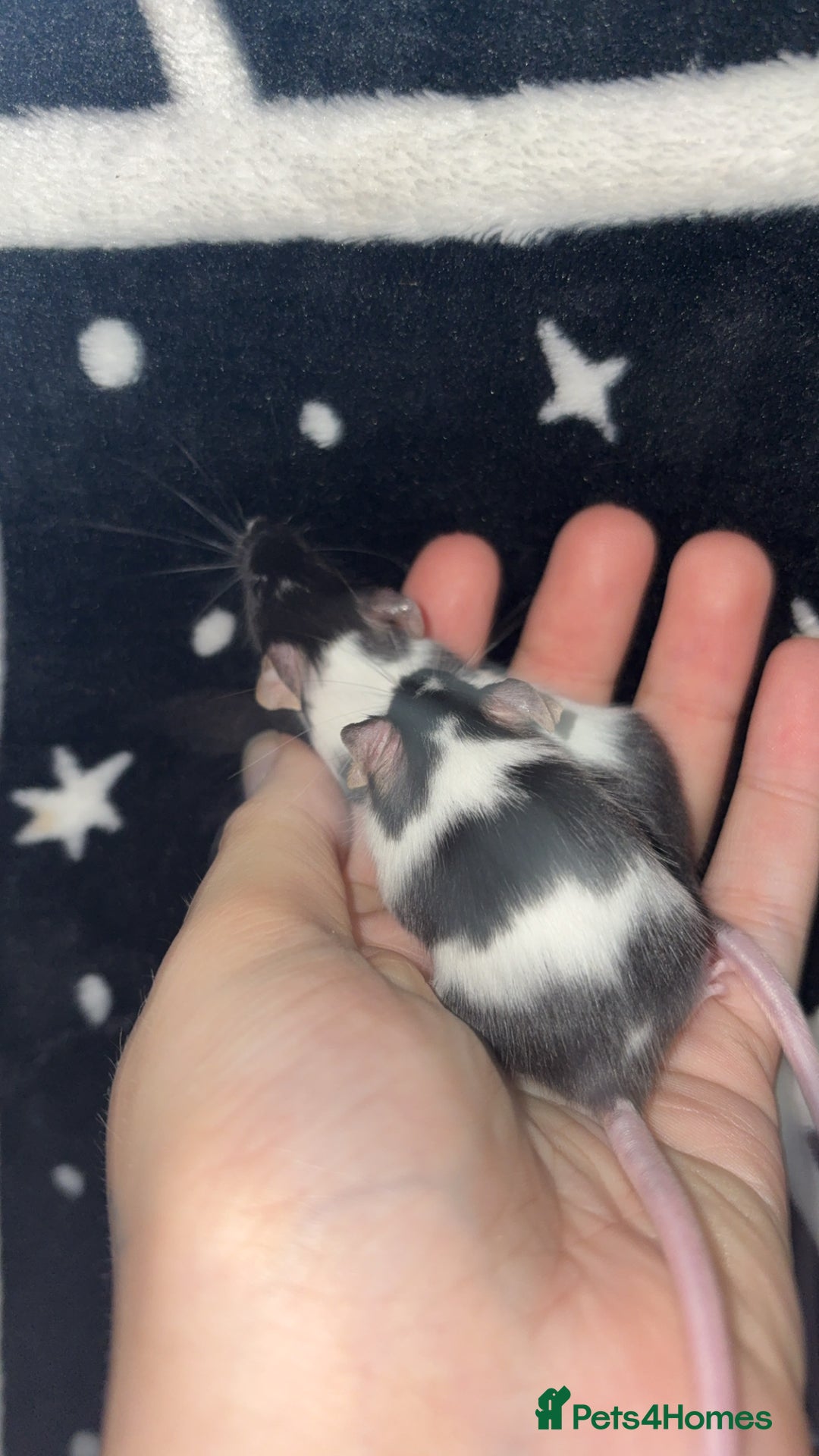Mouse rodents for sale: Male fancy mice 🐭  in Honiton - Image 3