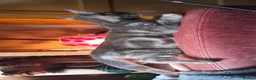 Mixed Breed cats for sale: ⭐️🐈SUPERB BENGAL X RUSSIAN BLUE 🐈⭐️ in Hatfield - Advert 31