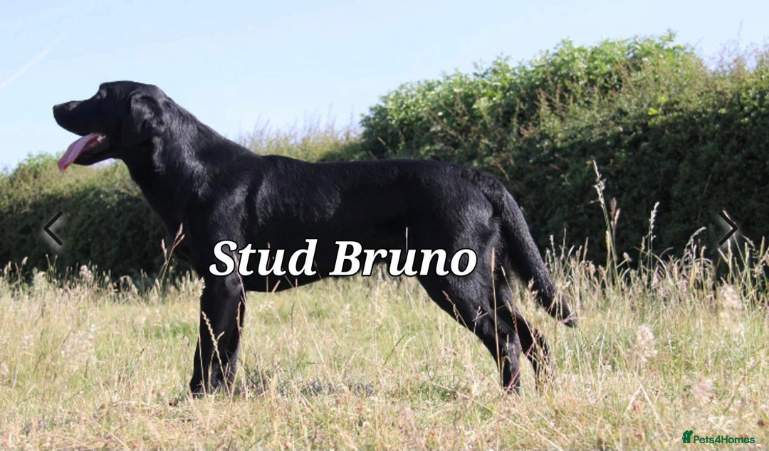Labrador Retriever dogs for sale: 💫Stunning chocolate and black labrador pups 💫 - Image 30