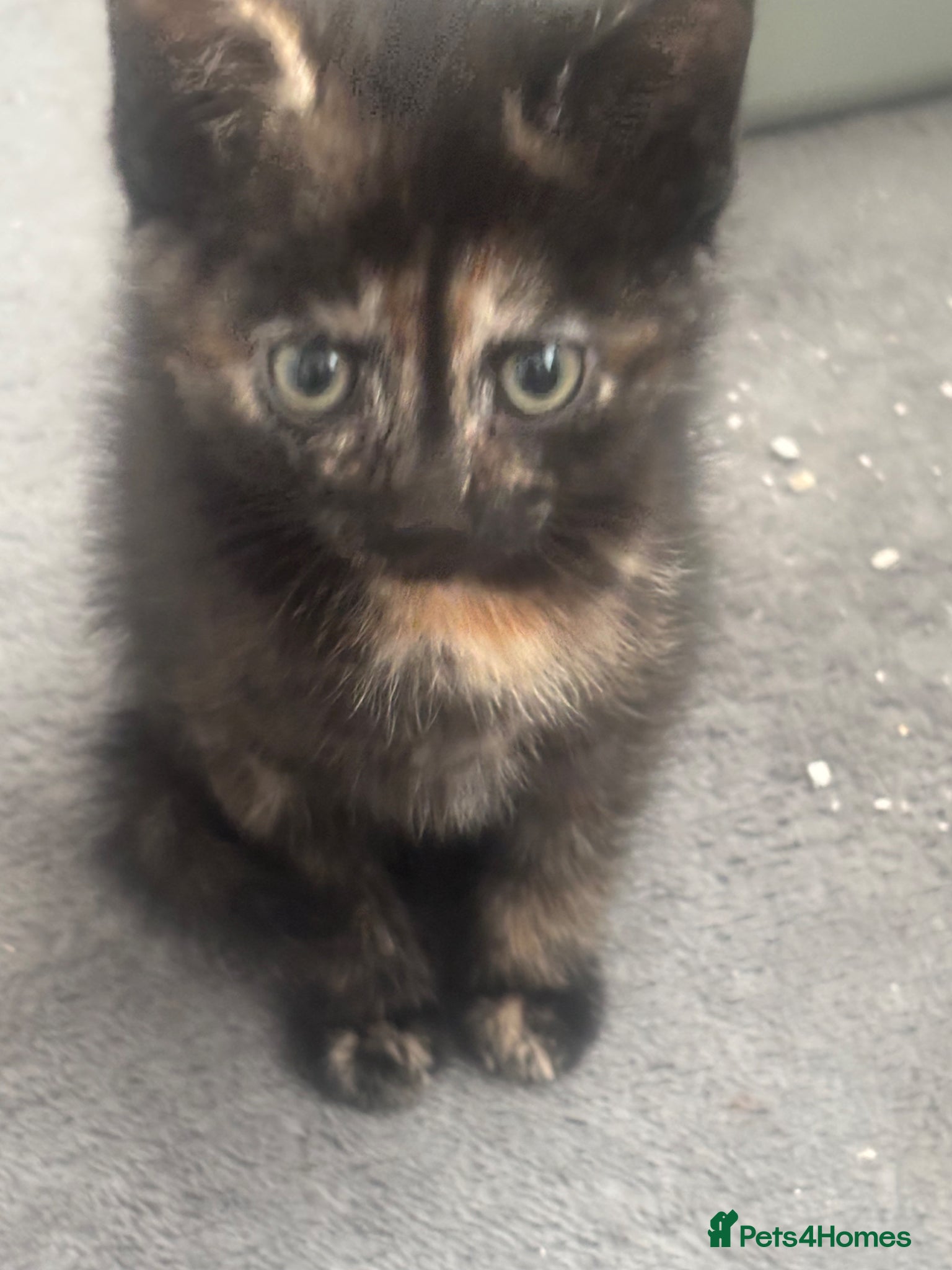 Mixed Breed cats 4 gorgeous kittens ready for new loving homes - Advert 1