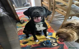 Mixed Breed dogs for adoption: Enzo (Labrador/Pointer mix) - Image 4