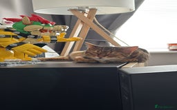 Bengal cats for sale: 4 year old female bengal - Image 3