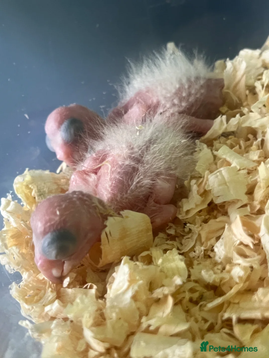 Parrots birds for sale: CUDDLY BABY DOUBLE YELLOW HEADED AMAZON PARROTS - Advert 1