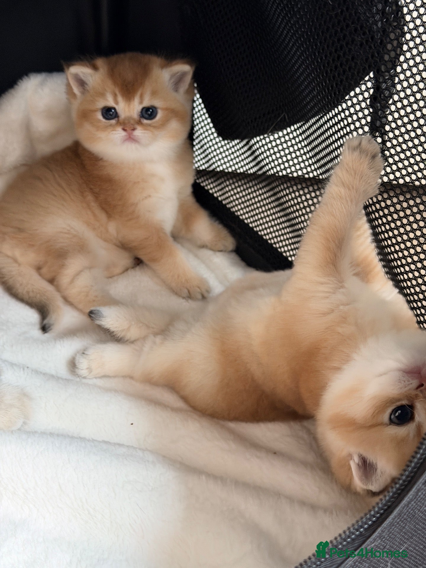 British Shorthair cats BSH golden kittens show quality TICA reg - Advert 1