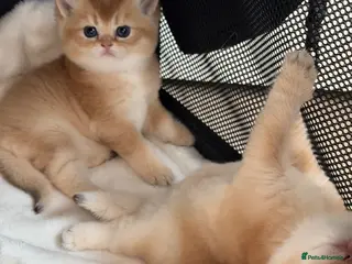 British Shorthair cats BSH golden kittens show quality TICA reg - Advert 1