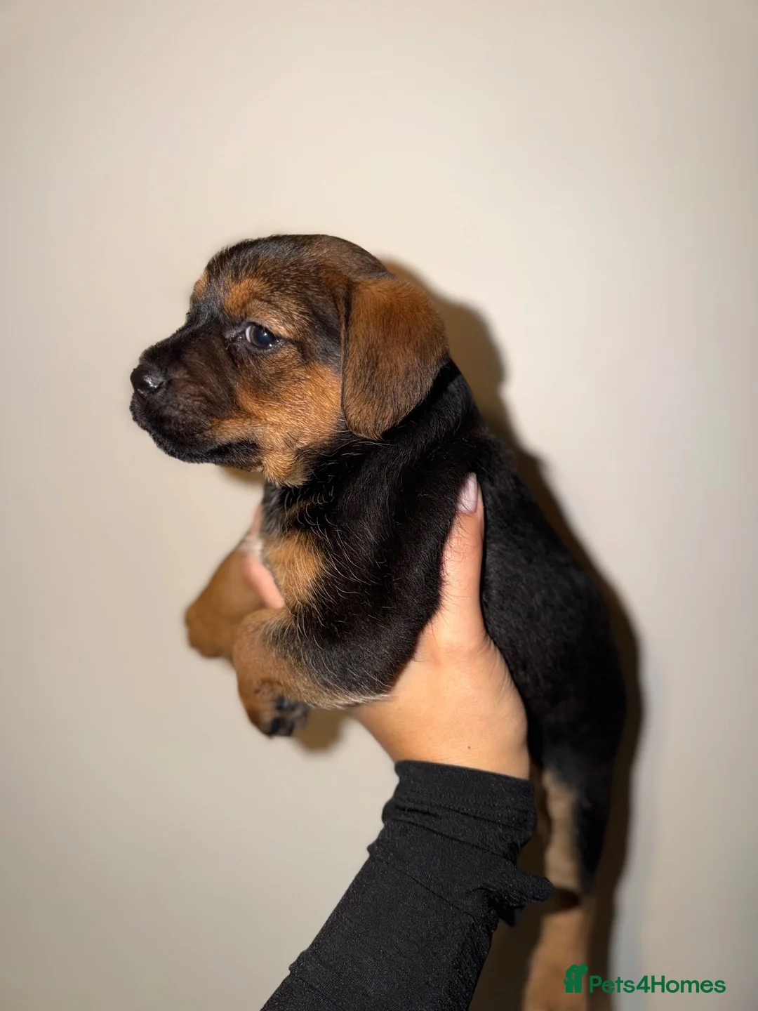 Border Terrier dogs for sale: Border pups  - Advert 2