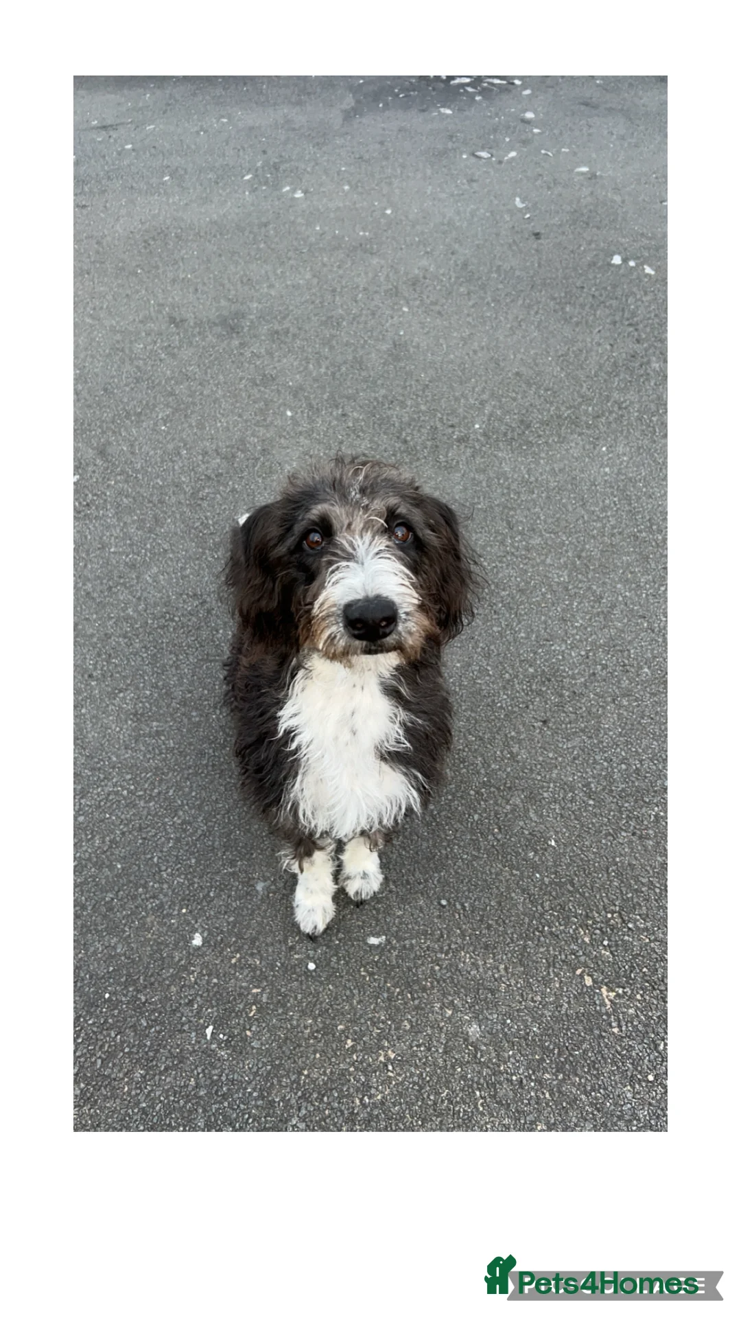 Whippet dogs for sale: Bedlington whippet rehome - Advert 2