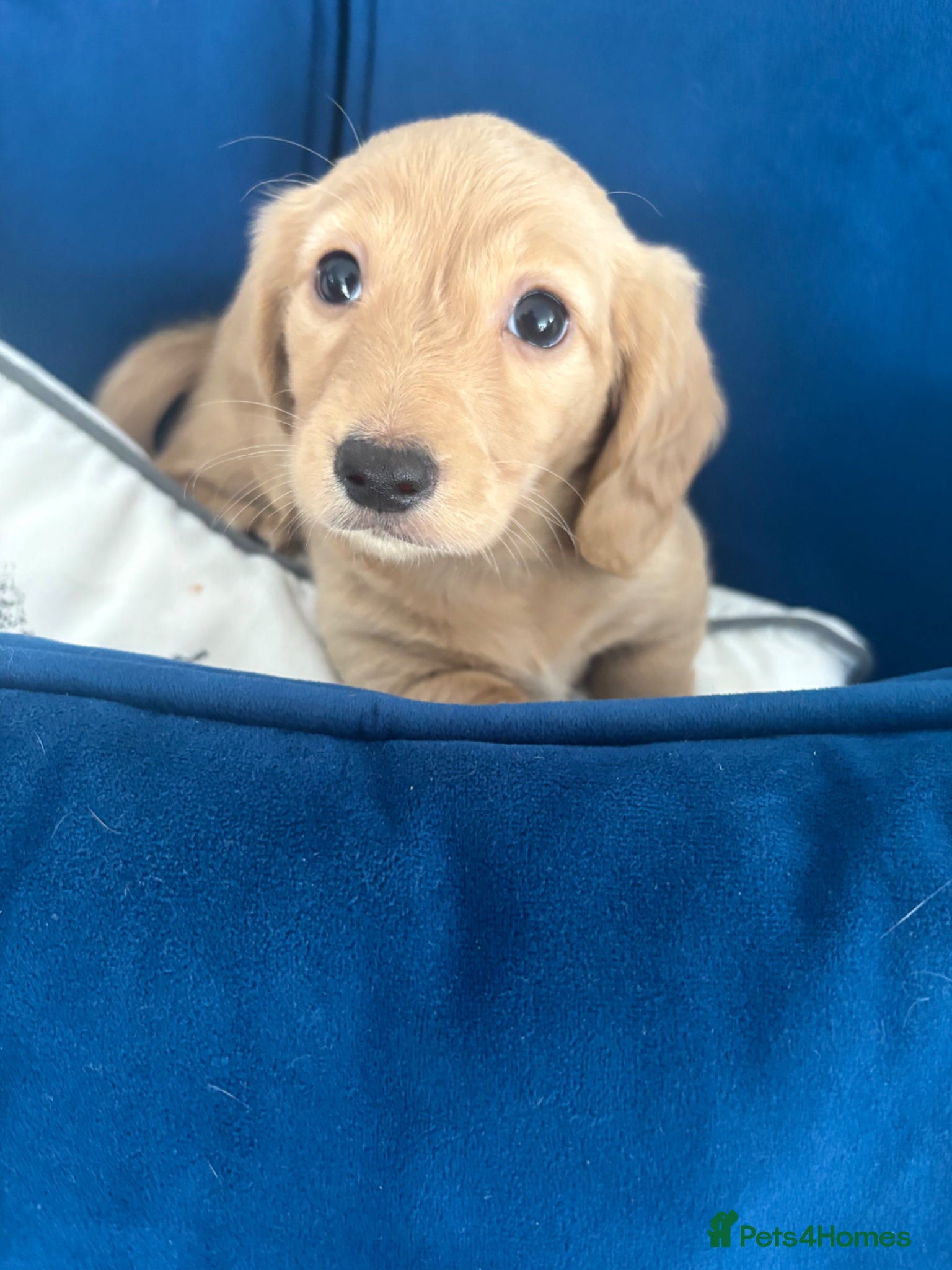 Miniature Dachshund dogs Pure cream mini long haired dachshund pups - Advert 1