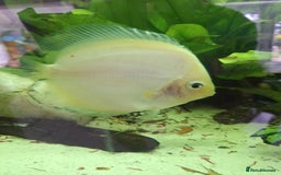 Discus fish for sale: Discus,  Well grown discus fish  - Image 2