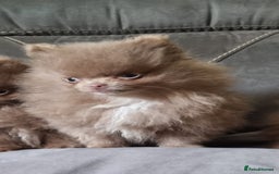 Pomeranian dogs for sale: Kc registered teddy bear pomeranians - Image 11