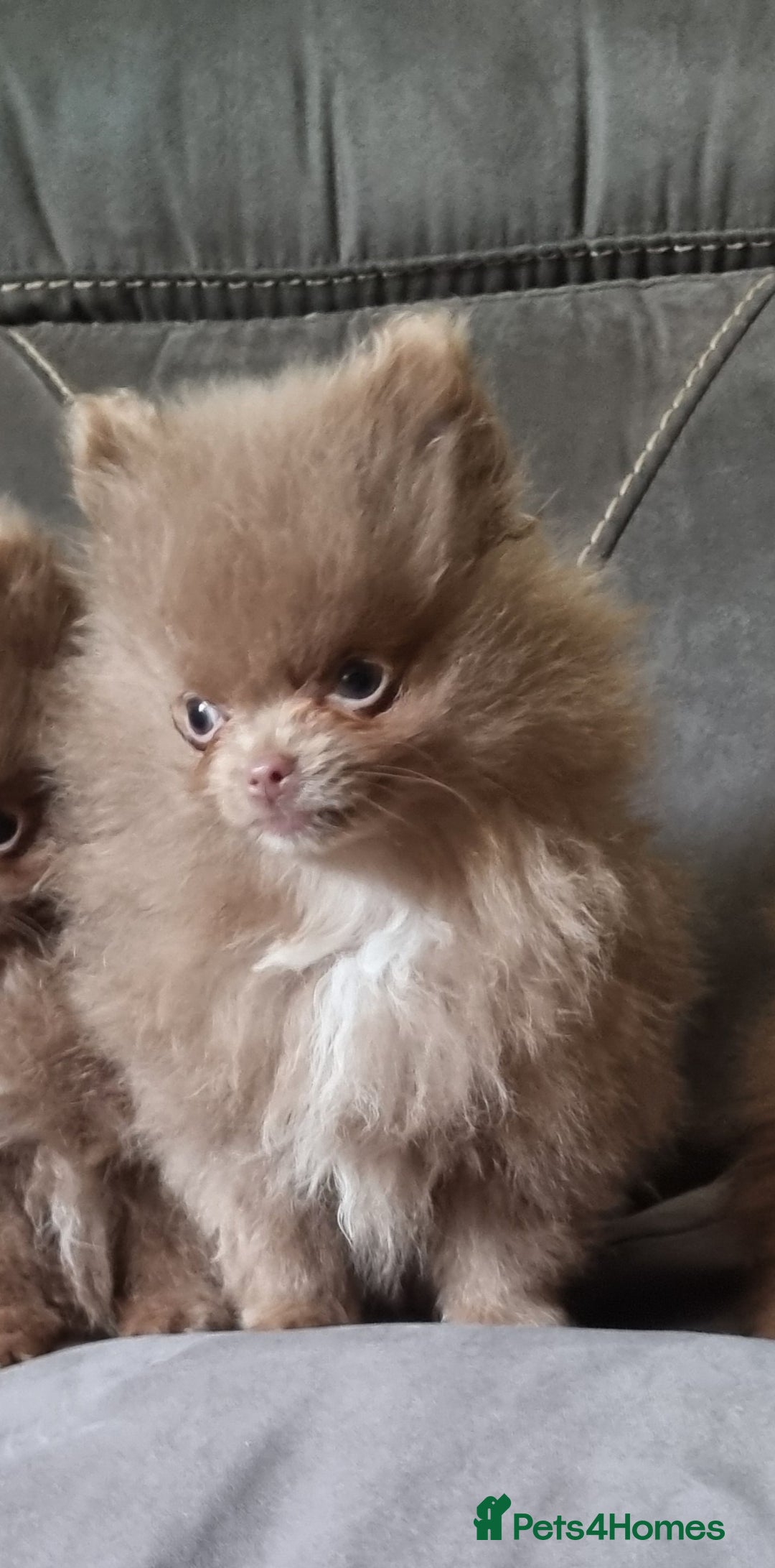 Pomeranian dogs for sale: Kc registered teddy bear pomeranians - Image 11