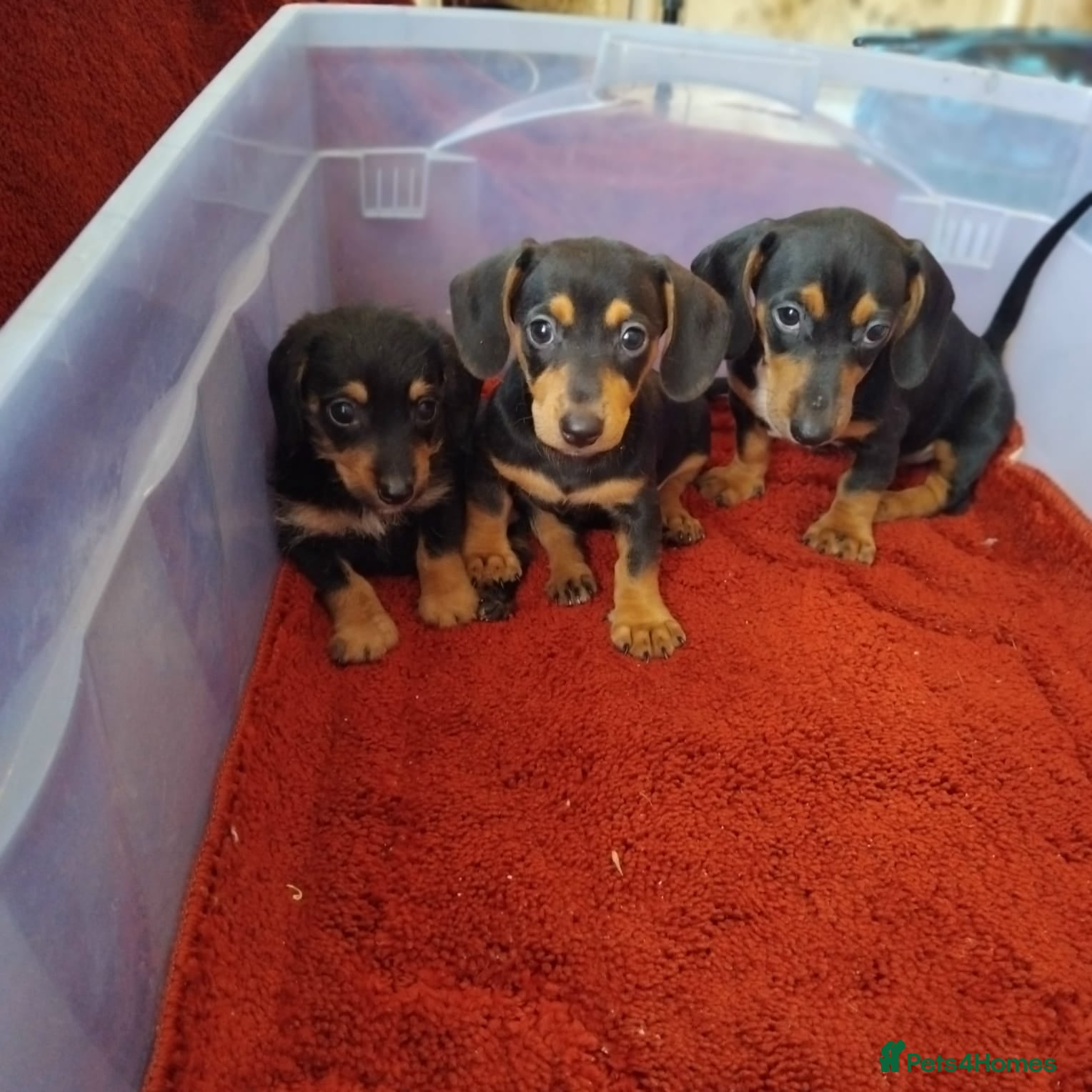 Dachshund dogs pedigree miniature dachshund puppies - Advert 2