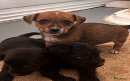 Jack Russell dogs for sale: Jackrussell puppies for sale - Image 7