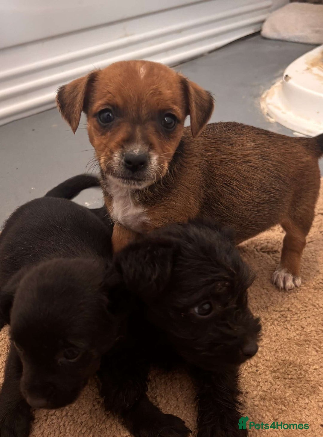 Jack Russell dogs for sale: Jackrussell puppies for sale - Image 7