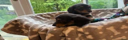 Miniature Dachshund dogs for sale: Two female LH MINI DACHSHUND pups PRA CLEAR ,  - Advert 5