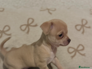 Chihuahua dogs Fawn chihuahua puppy ready 24th Dec 🎁 ** - Advert 6