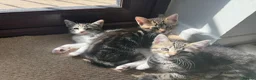 Mixed Breed cats for sale: Tabby Kittens  - Advert 9