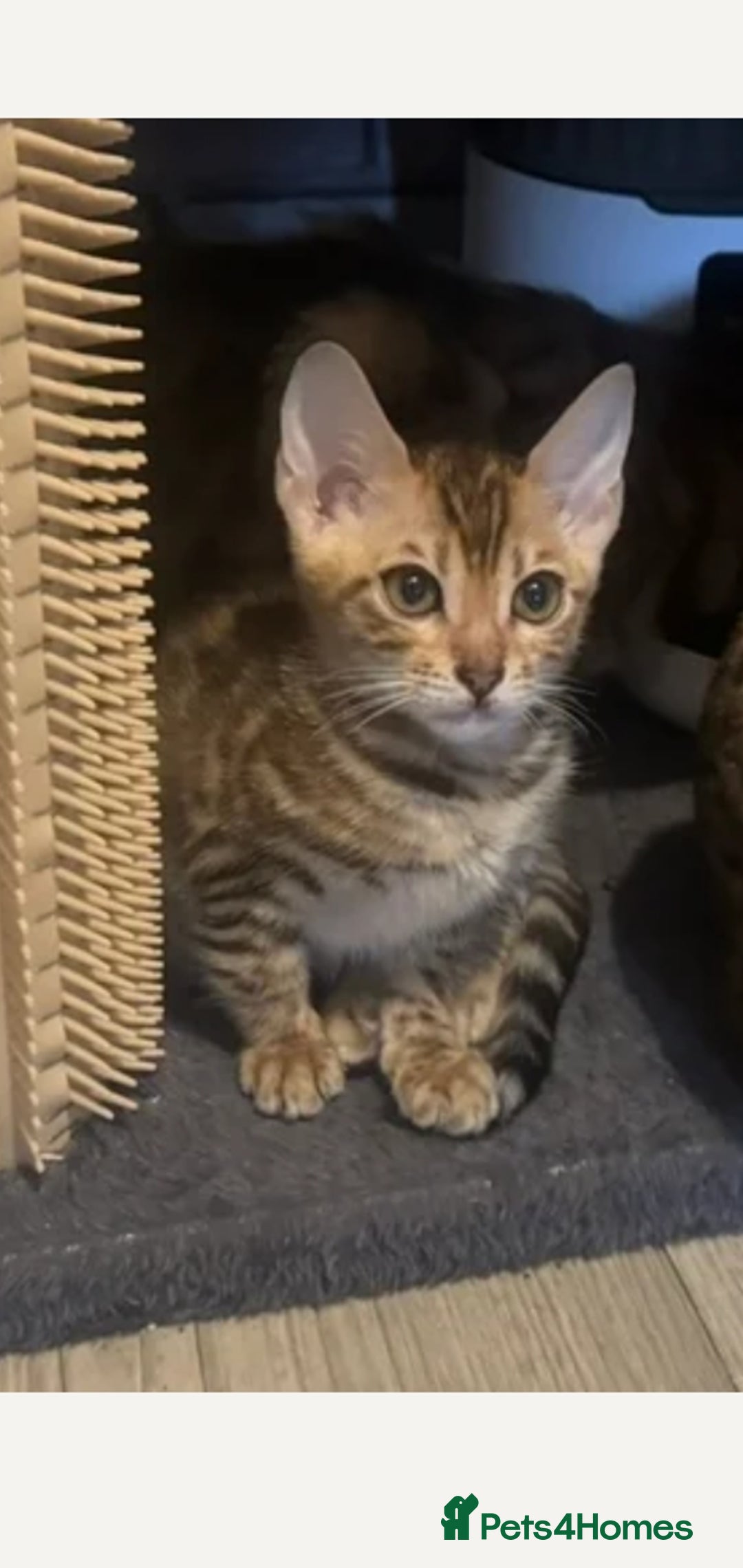 Bengal cats BEAUTIFUL PEDIGREE BENGAL GIRL! - Advert 15
