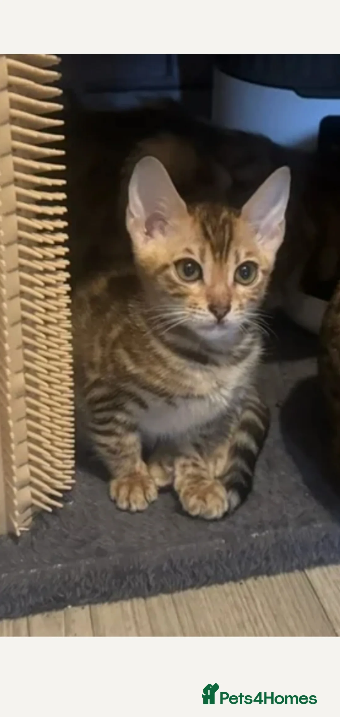 Bengal cats for sale: BEAUTIFUL PEDIGREE BENGAL GIRL! - Advert 4