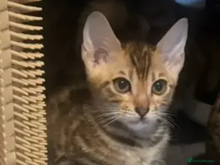 Bengal cats BEAUTIFUL PEDIGREE BENGAL GIRL! - Advert 15