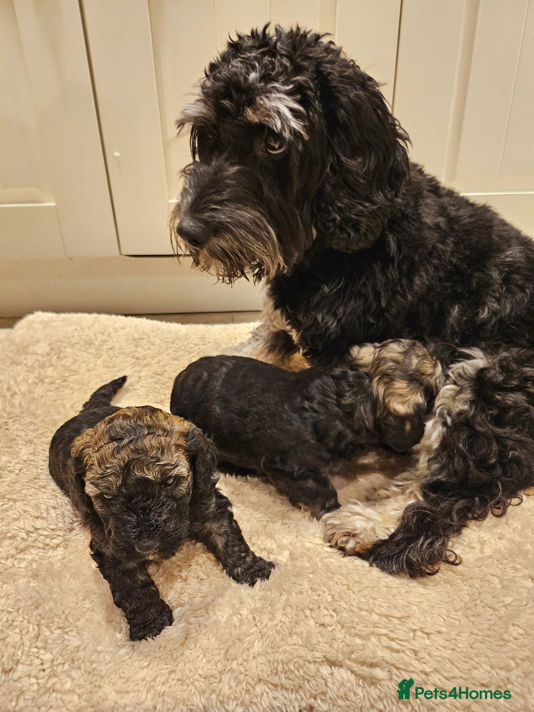 Cockapoo dogs for sale: F2 Cockapoo Puppies – Ready mid-late December - Image 12