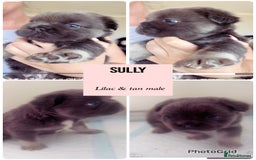 French Bulldog dogs for sale: Champion line fluffy kc French bulldog top quality - Image 4