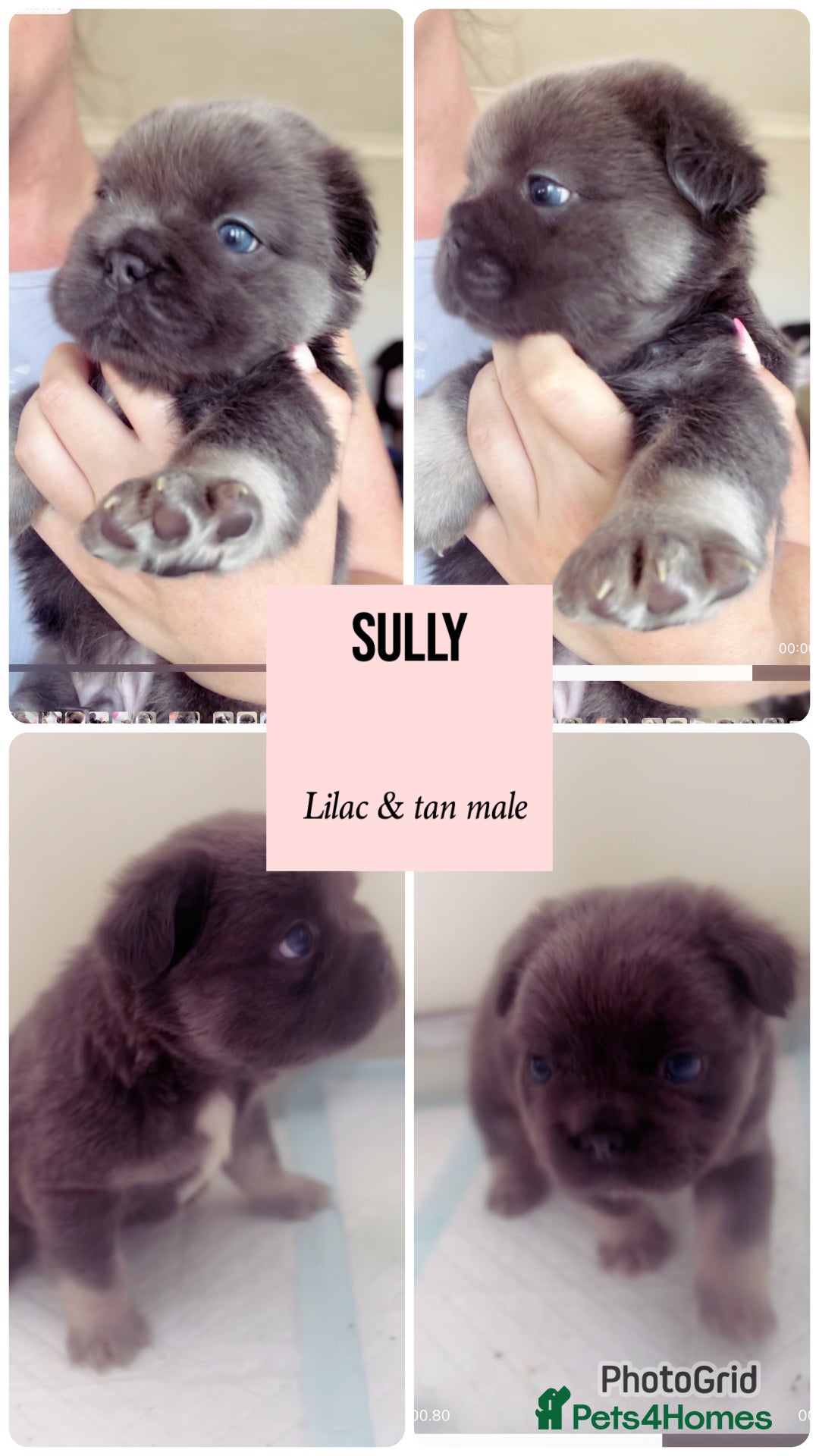 French Bulldog dogs for sale: Champion line fluffy kc French bulldog top quality - Image 4