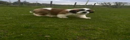 Saint Bernard dogs for sale: Saint Bernard Pups (KC Reg) in Larkhall - Advert 10