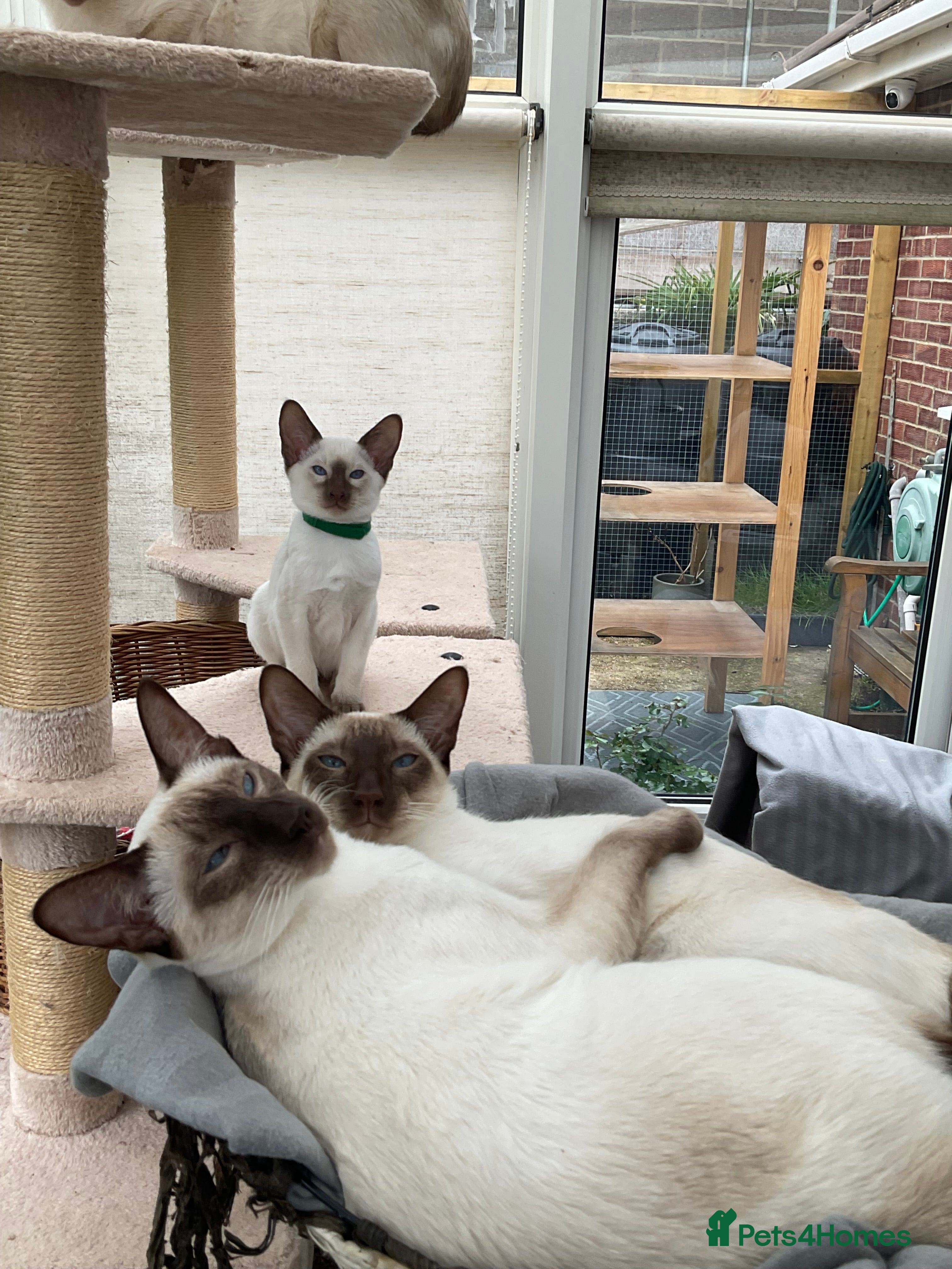 Siamese cats for sale: Georgeous Siamese kittens - Advert 2
