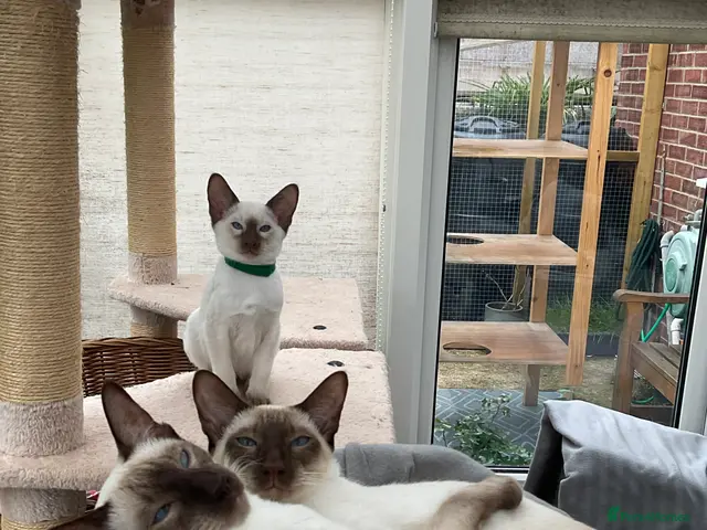 Siamese cats for sale: Georgeous Siamese kittens - Advert 2