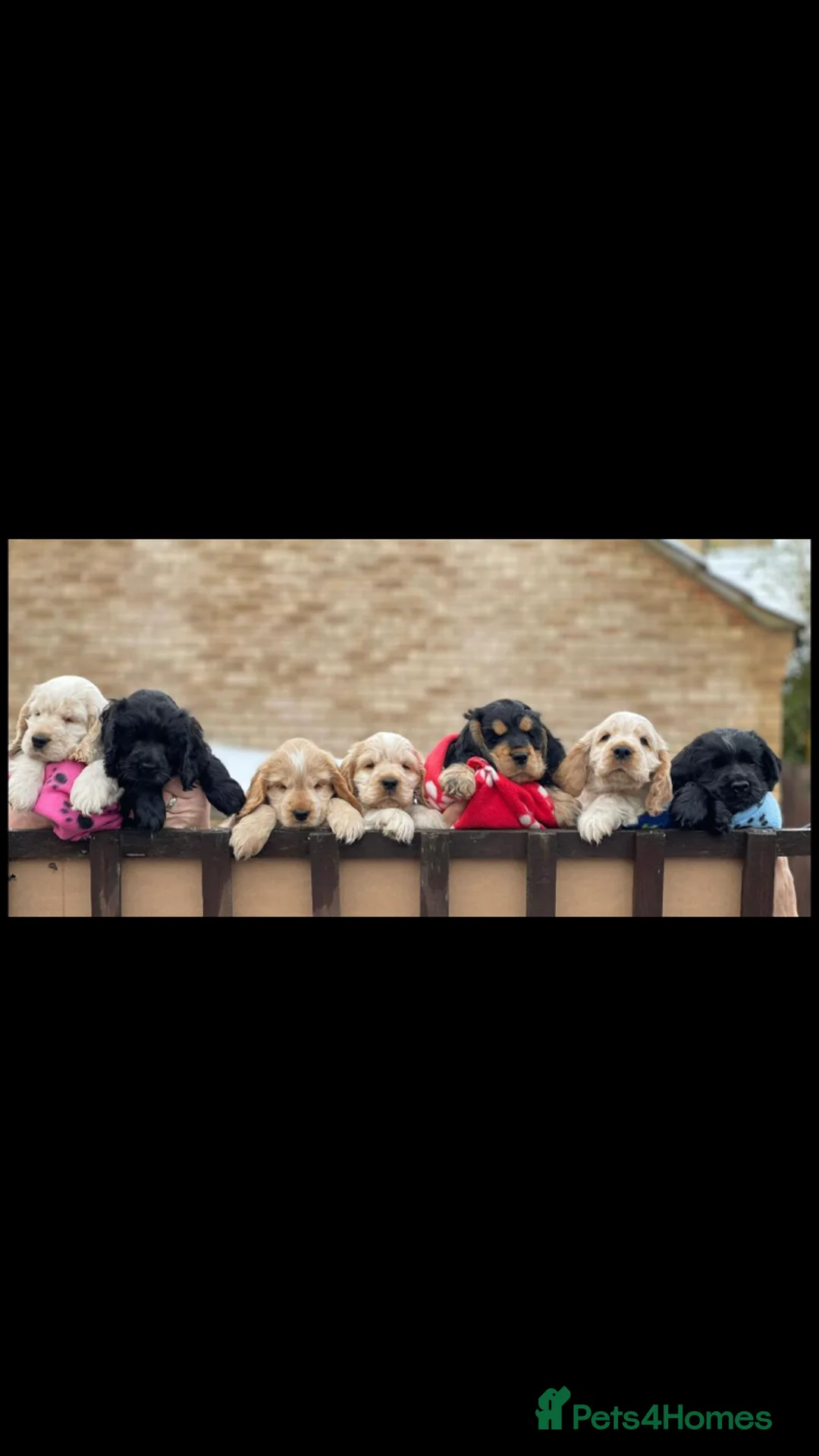 Cocker Spaniel dogs for stud: Proven KC Reg Show Cocker Spaniel Stud in Leicester - Advert 14