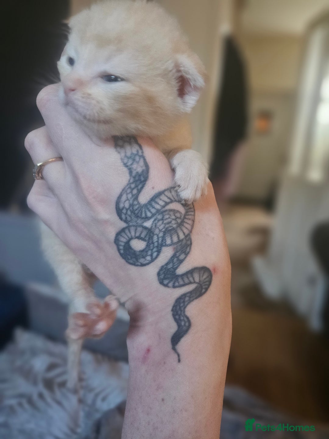 Sphynx cats for sale: Sphynx naked and coated  - Image 21