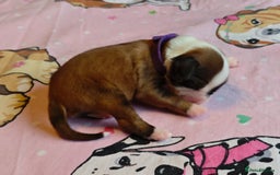 Tibetan Terrier dogs for sale: KC Tibetan Terrier Puppies For Sale😀 - Image 4