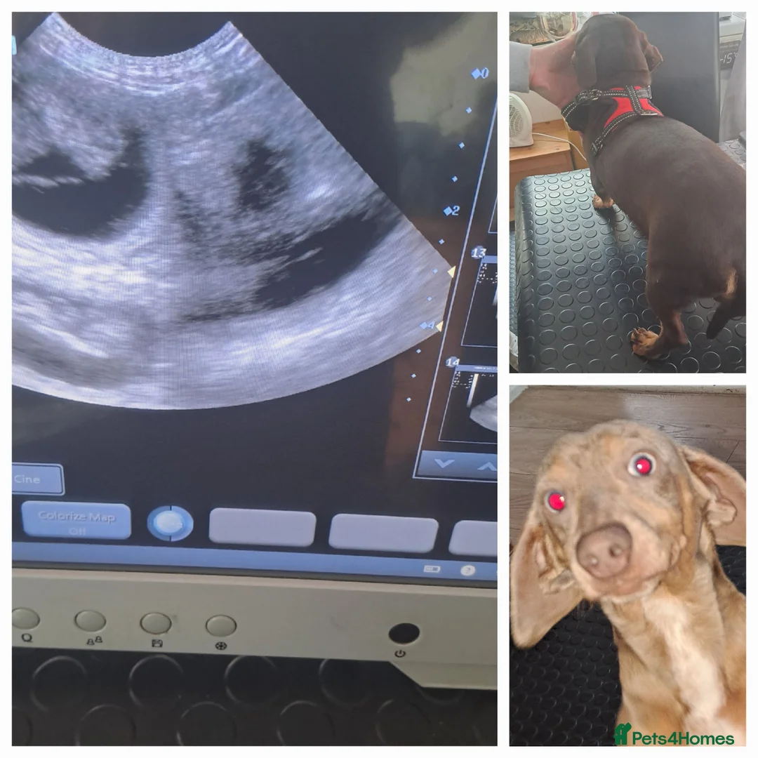 Miniature Dachshund dogs for stud: KC Dash PRA clear STUD DNA in pictures  in Ramsgate - Advert 6