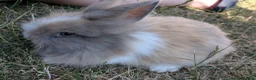Lionhead rabbits for sale: Lionhead x Netherland dwarfs  - Advert 4