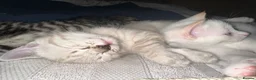 British Shorthair cats for sale: Beautiful, Loving Kittens - Advert 6