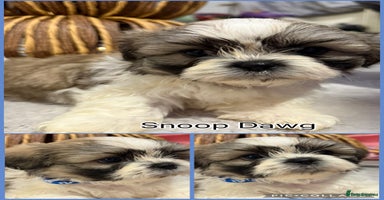 Shih Tzu dogs - Advert 4