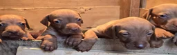 Hungarian Vizsla dogs for sale: Beautiful Hungarian Vizsla Puppies 4 Girls 2 Boys - Advert 10
