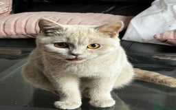 British Shorthair cats for sale: British Short Hair lilac female  - Image 3
