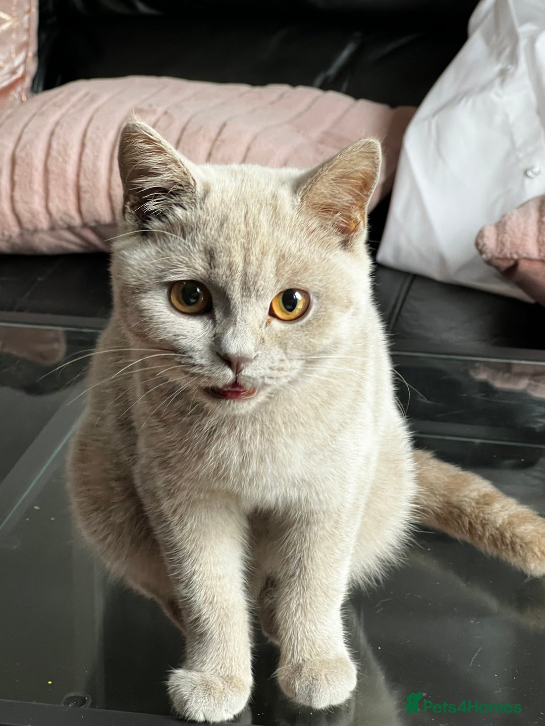 British Shorthair cats for sale: British Short Hair lilac female  - Image 3