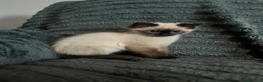 Ragdoll 3