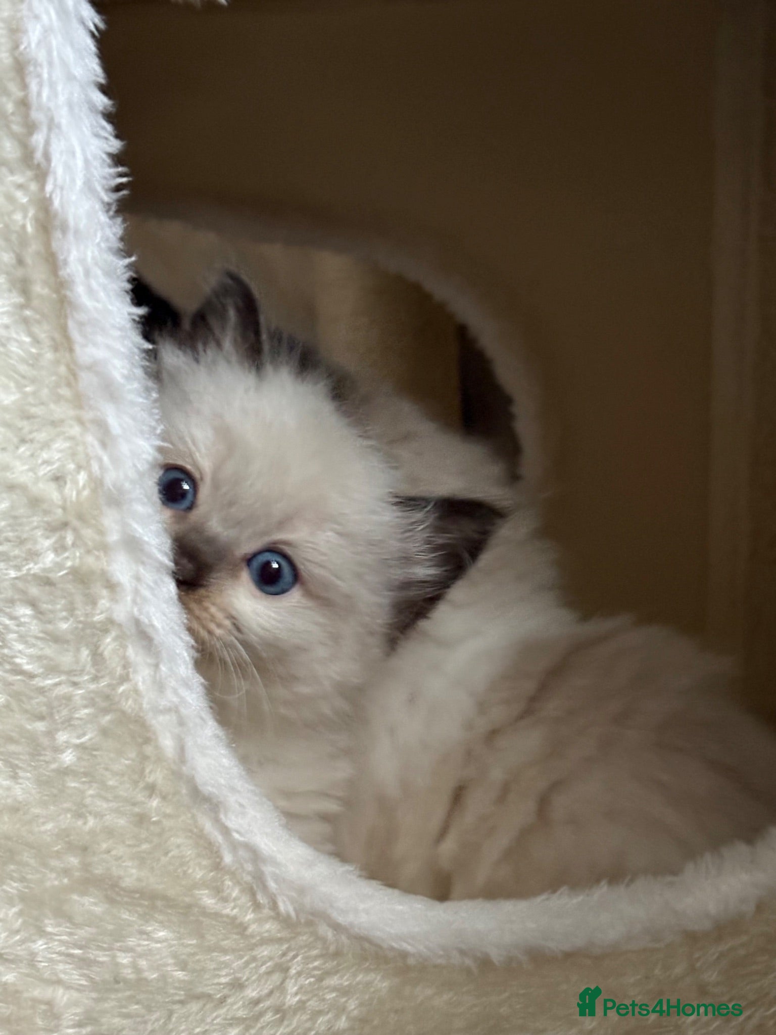 Ragdoll cats 💎 🌟 Beautiful Quality Ragdoll (TICA)kittens  ✨💎 - Advert 4