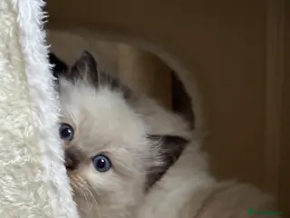 Ragdoll cats 💎 🌟 Beautiful Quality Ragdoll (TICA)kittens ✨💎 - Advert 4