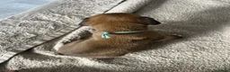 Boxer dogs for sale: 🐶KC Reg Boxer Puppies - Champion Bloodlines🐶 in Corby - Advert 8