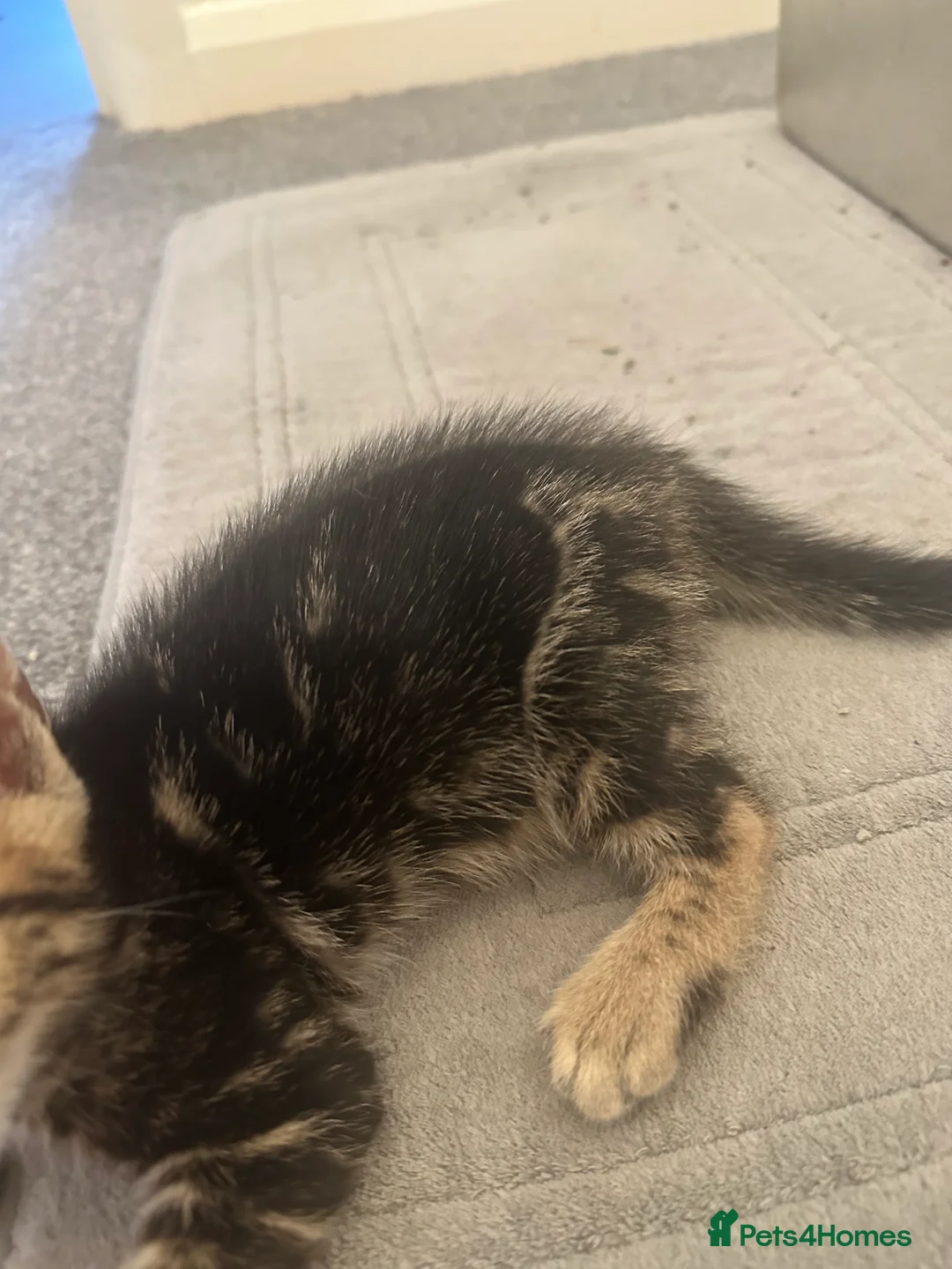 Bengal cats for sale: Bengal kittens in Brentford - Advert 13