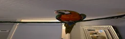 Macaws birds for sale: HARLEQUIN MACAW in Bolton - Advert 4