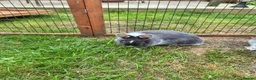Netherland Dwarf rabbits for sale: Young female Netherlands dwarf rabbits in Weymouth - Advert 1